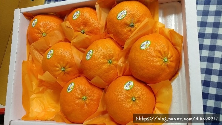  레드향 제주 레드향 먹은 후기 / 제주 레드향 추천 / 제주 오렌지 감귤 /