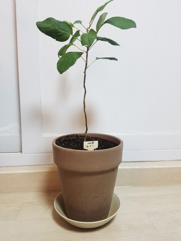  사과키우기(9개월차)
