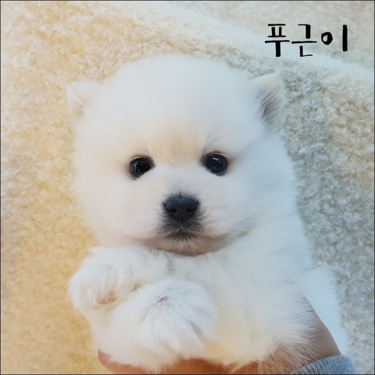  문정동 강아지분양 스피츠 다둥이를 소개합니다.