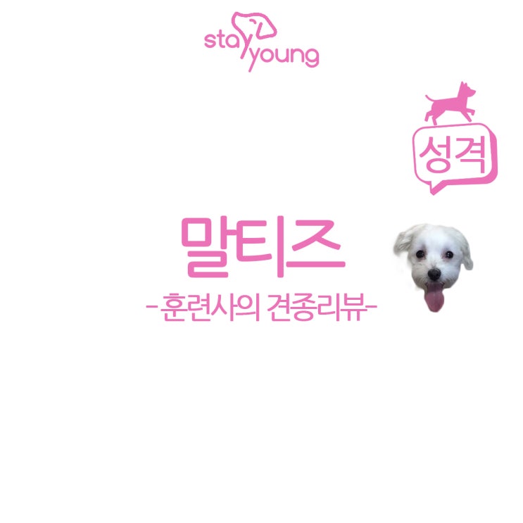  [훈련사의 견종 리뷰] 알고 기르자, 말티즈 성격 편!