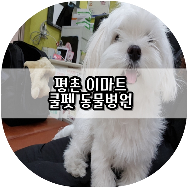  [범계/평촌/안양] 평촌 이마트 동물병원 '쿨펫 동물병원' 다녀왔어요
