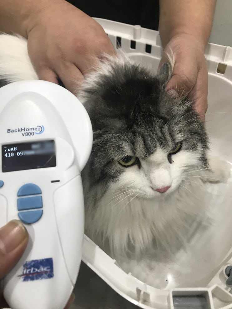 베트남 고양이 비행기 기내 탑승 검역 준비! 베트남 고양이 비행기 기내 탑승 검역 준비!