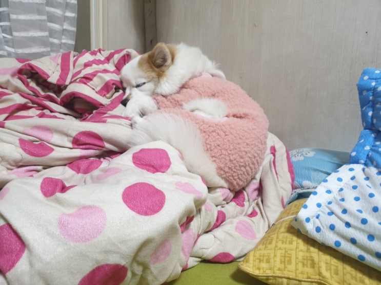  넘 귀여워서 보여드려요 자다 반쯤 떨어진 바리