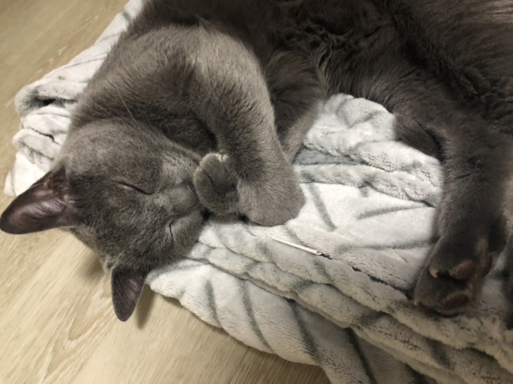  [고양이]우리집 뚱냥이들 흔한 고양이의 잠자는 자세
