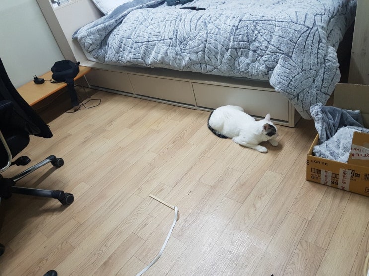  이색 알바!! 고양이 돌보는 알바 후기.