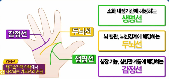  손금 (생명선, 감정선, 두뇌선)으로 보는 내몸의건강