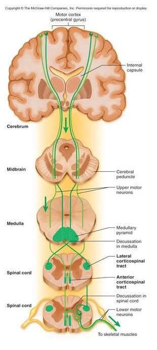  내림신경로 겉질척수로, 피라미드로가 뭘까? Corticospinal tract 정의