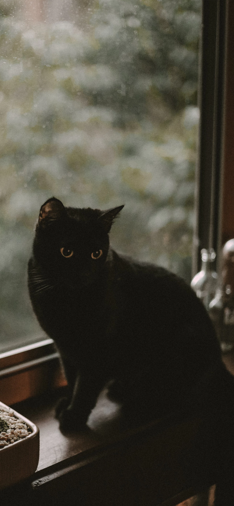 아이폰X 고화질 생생한 배경화면 귀여운 애완동물 고양이 : 네이버 블로그, image size:800x1732