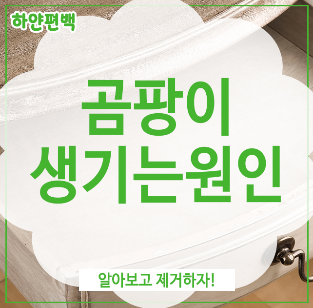  곰팡이 생기는 원인, 알아보고 제거하자!