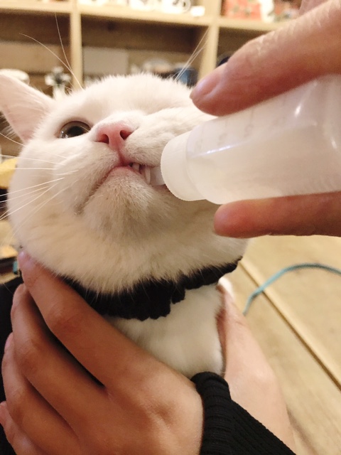  고양이호흡기 / 고양이면역력 / 고양이관절 그리고 피부보호 - 고양이 꼬비의 건강관리법