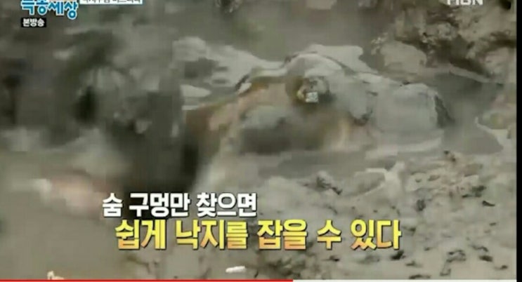  낙지 는 이렇게 잡는당껭  35년의 낙지 잡이 달인