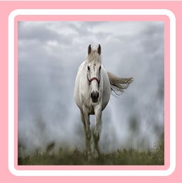 백마꿈 검은말꿈 백마나오는꿈해몽 길몽으로 해석될까