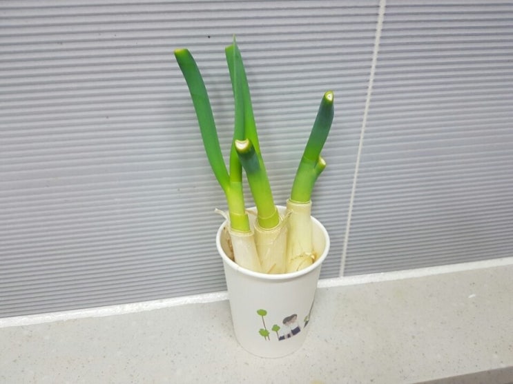  파뿌리 키우기 이것도 살짝 재미있네요