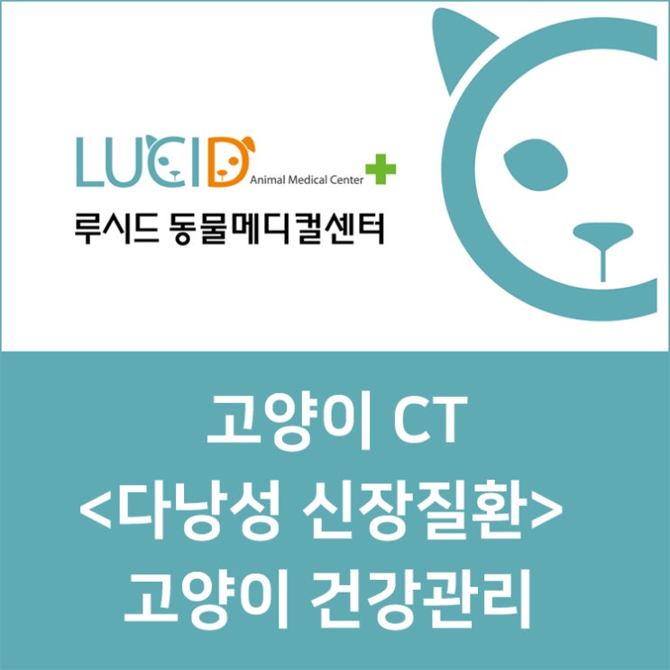  고양이 다낭성 신장 질환 증상에 대해