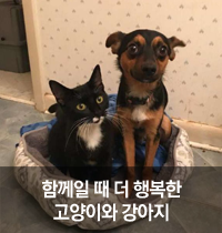  [팬시피스트_캣 토픽] 함께일 때 더 행복한 고양이와 강아지, 몰티샤와 고메즈