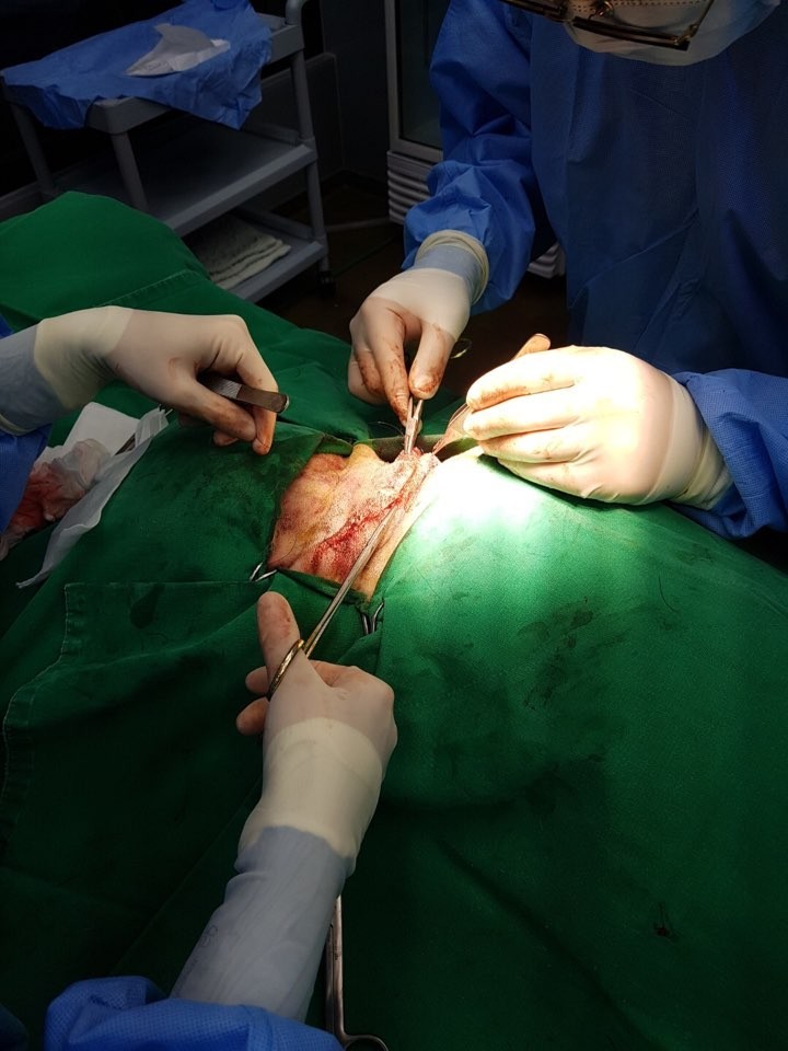  목에 큰 구멍이 난채로 구조된 유기견차우차우 어미 수술 후 소식과 구조사연 수정합니다.