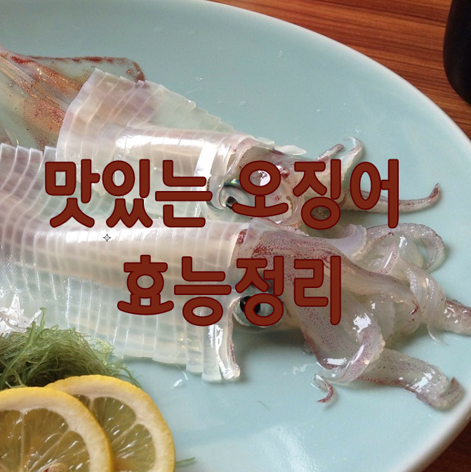  오징어 효능 "대표적인 3가지 정리"