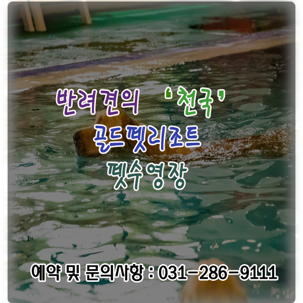  반려견의 '천국' 골드펫리조트 펫수영장 [애견수영장/애견글램핑/애견카라반/애견펜션/애견동반입실/반려견/애견운동장/애견카페]