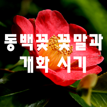  겨울꽃 동백꽃의 꽃말과 개화시기는?
