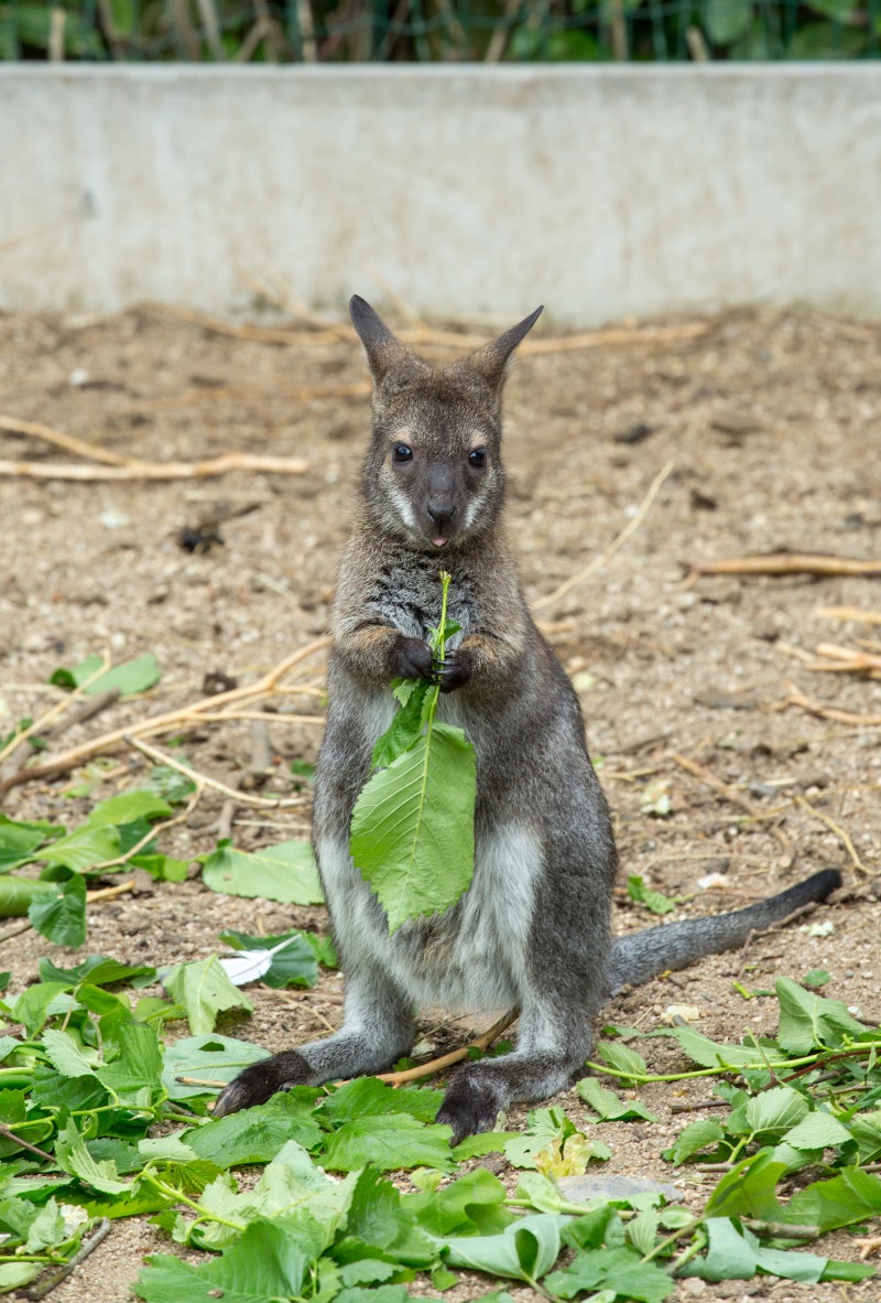 아기 캥거루, 캥거루, 아기, 동물 PNG 일러스트 및 이미지 에 대한 무료 다운로드 - Pngtree, image size:800x1182