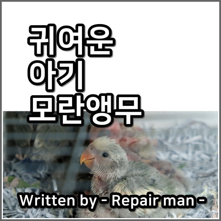  세종시에서 아기 모란앵무를 만나다.