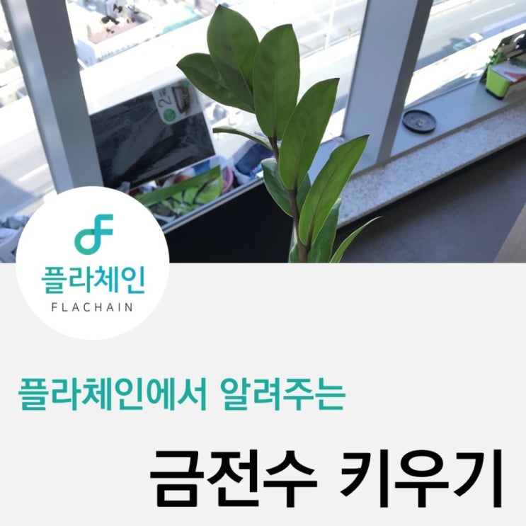  [플라체인]금전수 물꽂이하는 법
