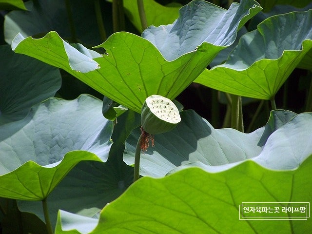 연자육파는곳 라이프팜 믿고구매하기 6