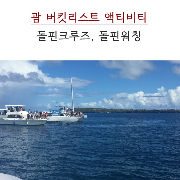  괌 돌핀 크루즈, 돌핀 워칭 : 돌고래 떼 보고 왔어요!