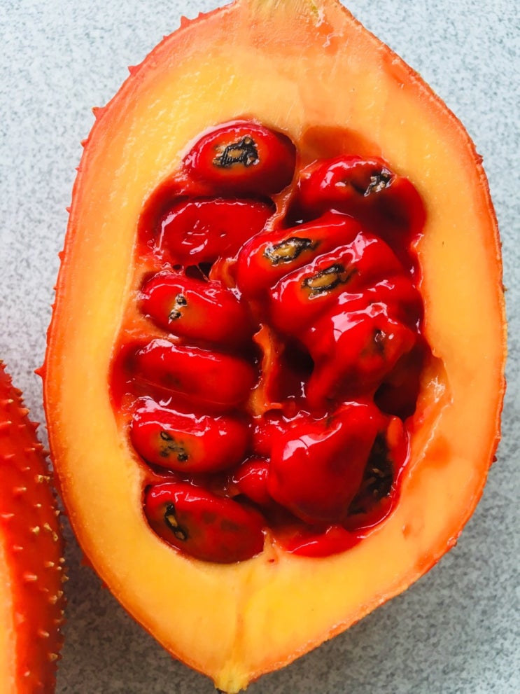 걱 ;gac fruit 걱 ;gac fruit