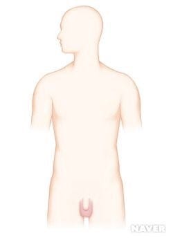 고환염 및 부고환염