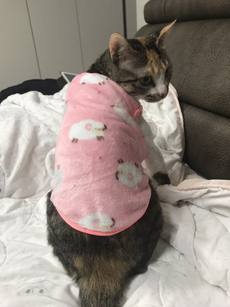  [고양이/옷] 고양이도 옷을 입는다!