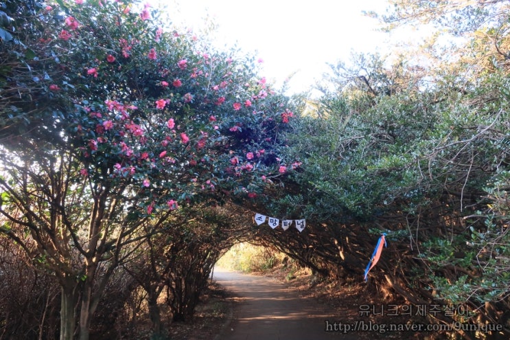  표선 가볼만한곳 - 제주도 동백군락지 말고 제주 샤인빌리조트 비밀의숲 (동백꽃&숲터널)