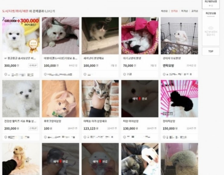  강아지 중고나라?