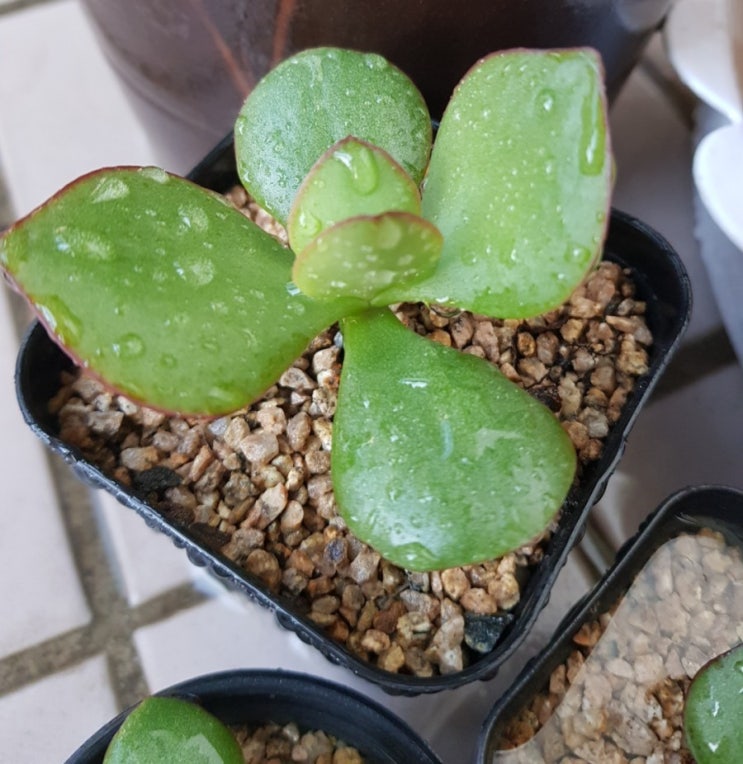  큰염좌/크레슐라