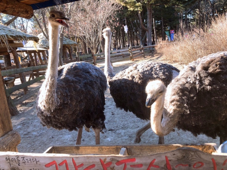 가평,춘천여행지❣️[ 남이섬 ]입장료,짚와이어가격,짚라인코스,주차요금!