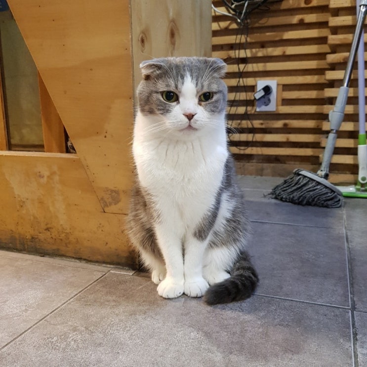  건대 어린이대공원 카페데코믹스 고양이 만화카페