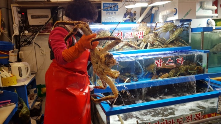  [노량진]킹크랩 회 먹기 도전 방어도미연어킹크랩
