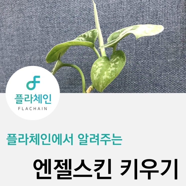  [플라체인]엔젤스킨 키우기