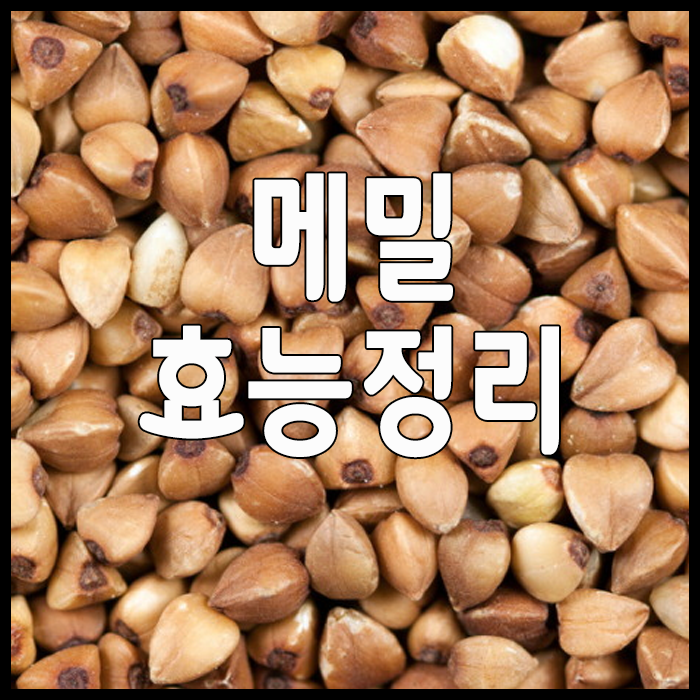  메밀 효능 모두 정리해봤어요.