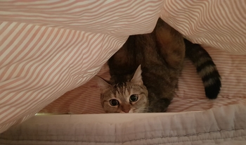  수난이대(하근찬)