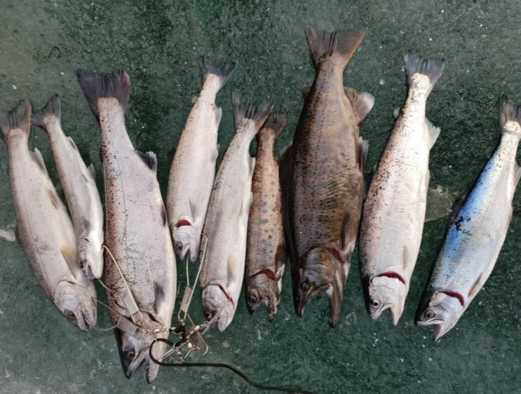  화천산천어축제 대박 꿀잼 !! 산천어 잘잡는법 맛있게 먹는법 공개!^^