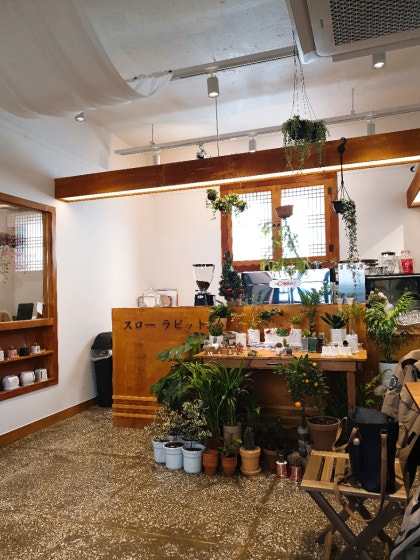 성내동카페 느린토끼 식물쇼룸 slow rabbit 호주매화 마누카 봄맞이식물 식물 꽃 flower : 네이버 블로그