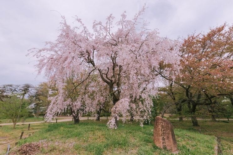  18.04.07~18.04.10 일본(日本) 와카야마(和歌山)&교토(京都) 벚꽃(さくら) 여행 셋째날 다섯번째 장소 교토부립식물원(京都府立植物園)(2)