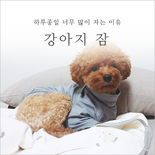  강아지가 잠만자요 하루종일 너무 많이 자는 이유