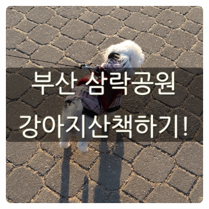 부산 삼락공원 강아지 산책하기 좋은 곳 발견!