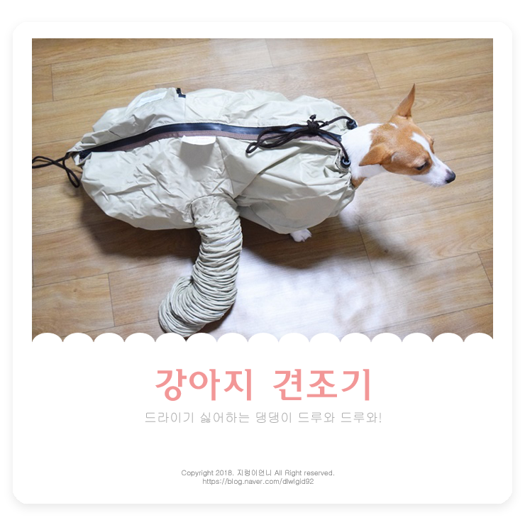  강아지 펫드라이룸 옷처럼 입히는 견조기 사용 후기!