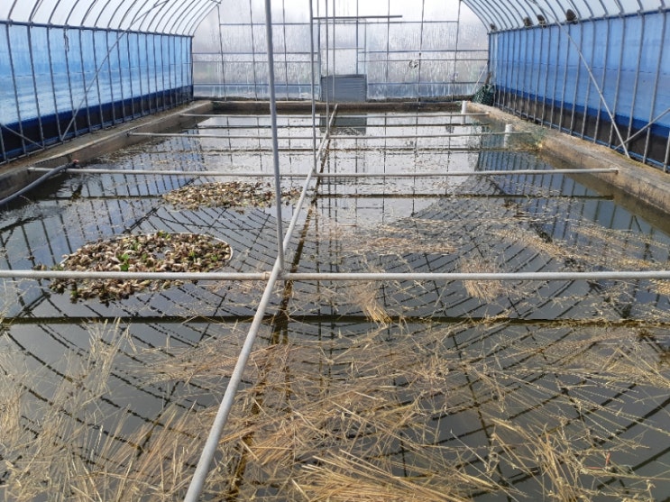 남원농업기술센터 방문 토종미꾸리 양식 조사