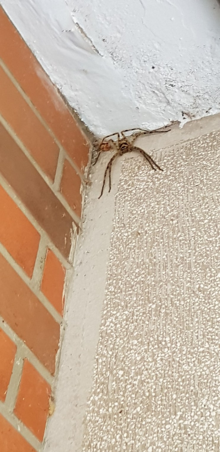  농발거미 Heteropoda venatoria - 대만