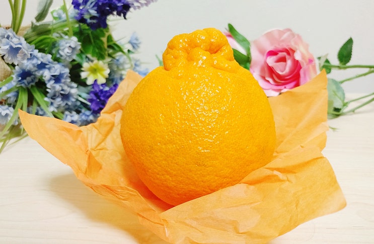 [별농장] 제주도 한라봉 역시 겨울에 꿀맛