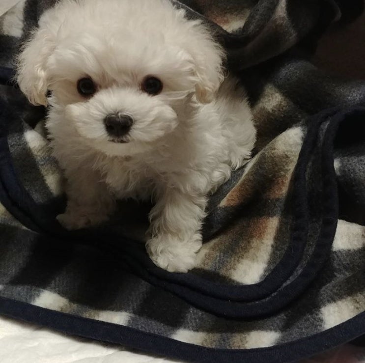  차씨네 댕댕이 “별이️”1살 생일파티
